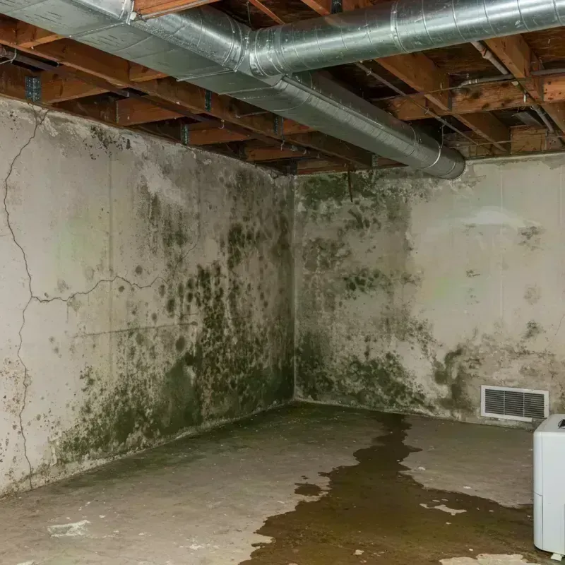 Professional Mold Removal in Leadville, CO